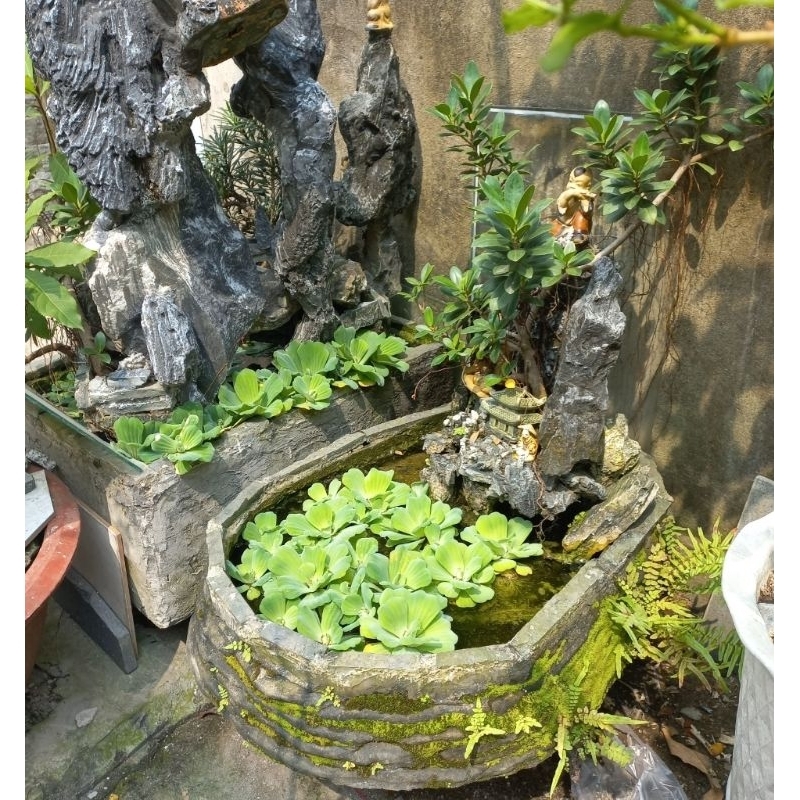 Cây thủy sinh bèo cái giúp lọc nước, trang trí hồ cá cảnh CTS011