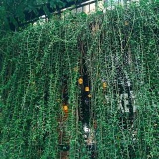 5 cây vảy rồng đoạn 40_50cm không chậu