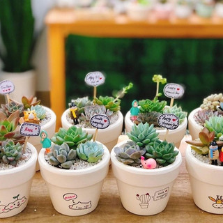 COMBO 3 sen đá MIX CHẬU ĐẸP để bàn