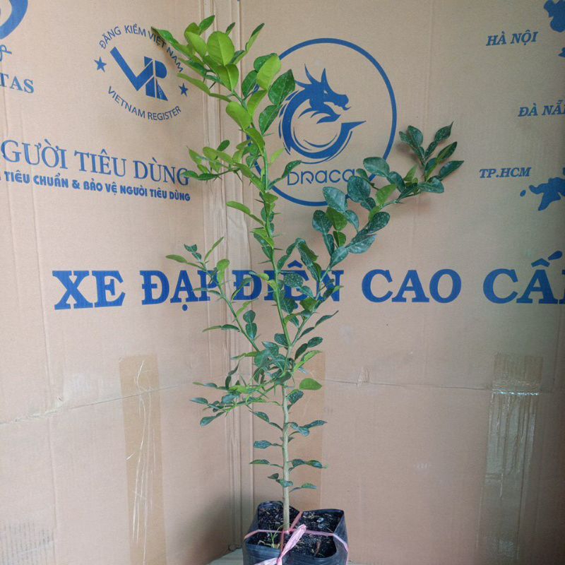 cây chúc lớn
