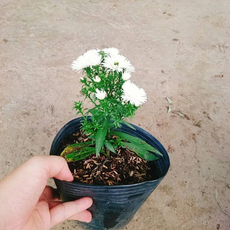 Cây Hoa Thạch Thảo Trắng