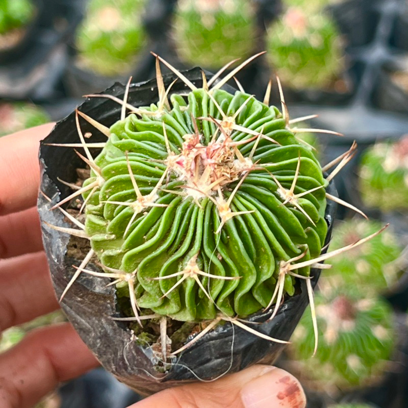 cây xương rồng Trúc Ngọc hoa tím size bầu 3-4cm, cây cảnh trang trí nhà cửa THUANPHAT GARDEN