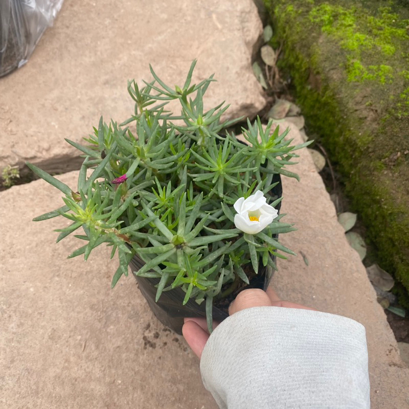 Cây hoa mười giờ mỹ , hoa 10h mỹ đơn đang có nụ và hoa