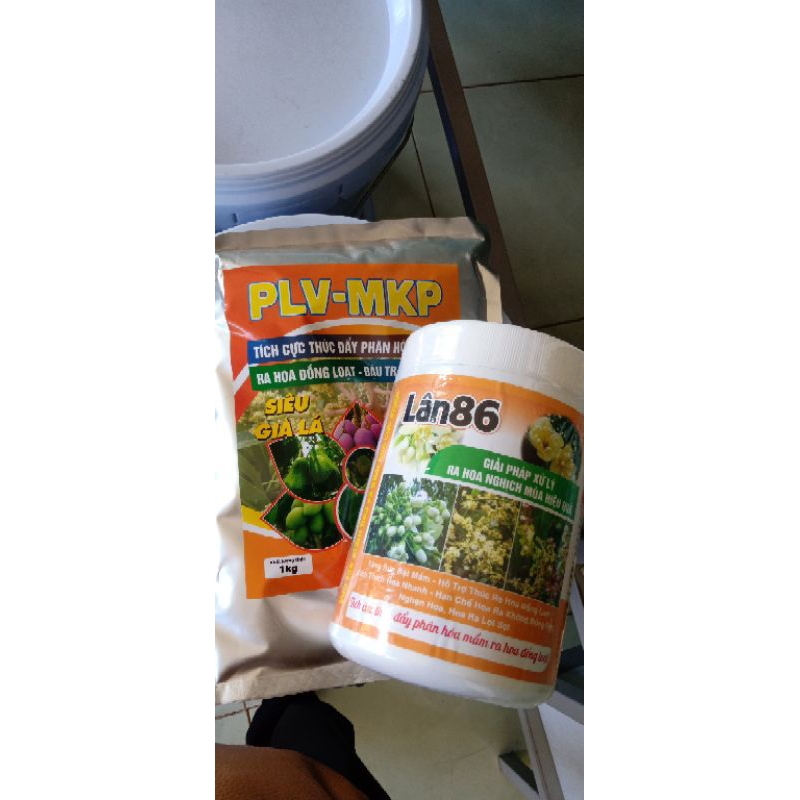 Lân 86 kích mầm hoa