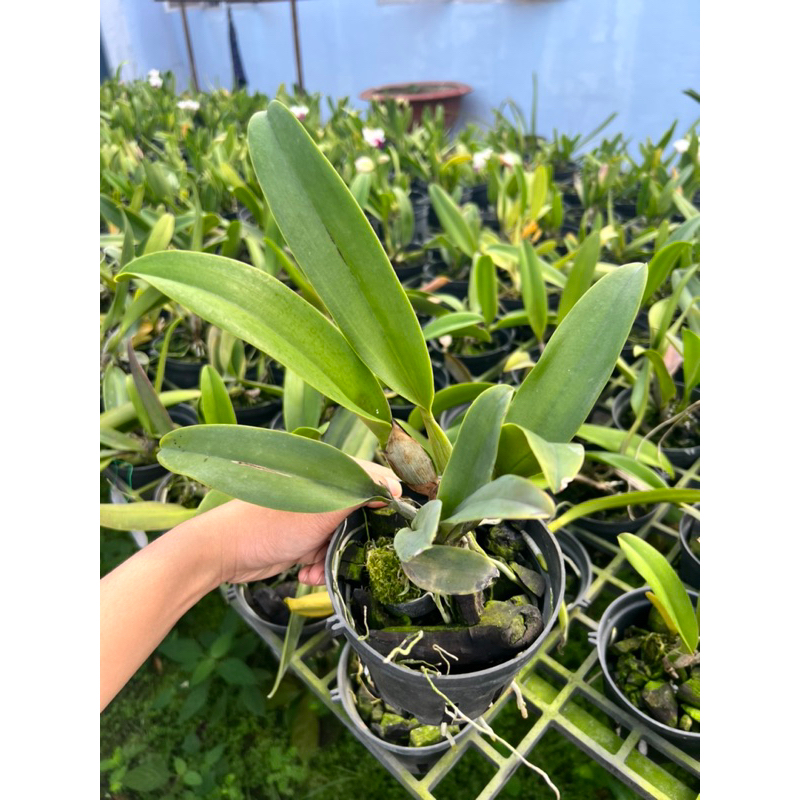 Cattleya Cây trưởng thành  Nhiều màu.