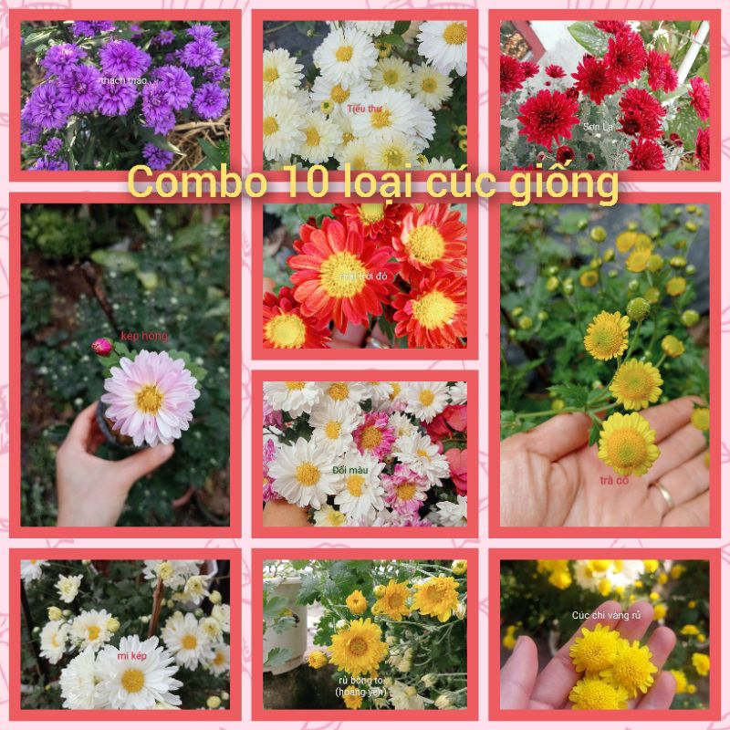 Combo 10bầu cúc giống 10loại