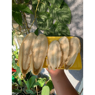 Nang mực bổ sung canxi cho ốc,chim,bò sát gina garden