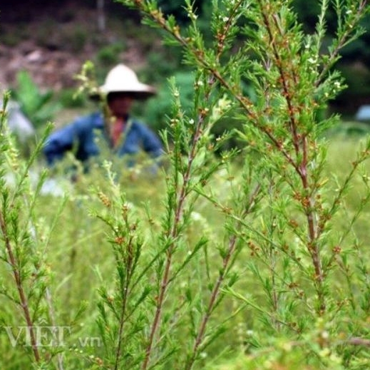 Cây ranh rành  khô dùng cho phụ nữ sau sinh 100g