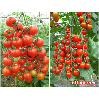 Hạt giống cà chua bi siêu quả Cherry tomato
