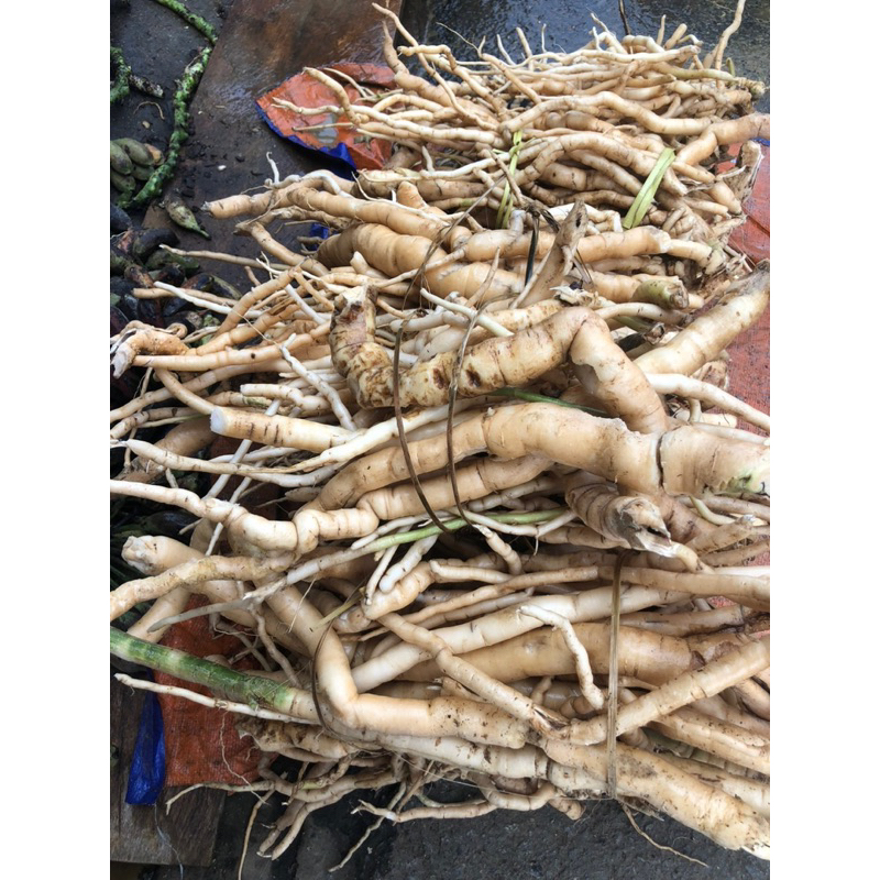 Củ Sâm Đá (Lai Châu)Chống Lão Hóa