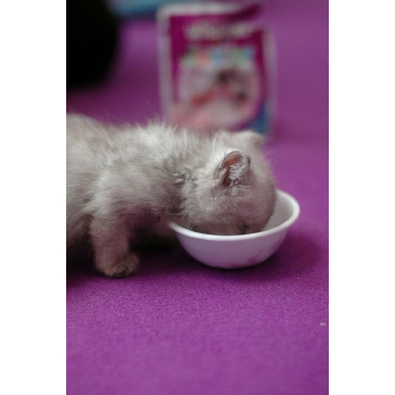 PATE WHISKAS CHÍNH HÃNG DÀNH CHO MÈO