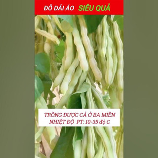 Hạt giống đậu  (đậu dải áo) cao sản hạt đen