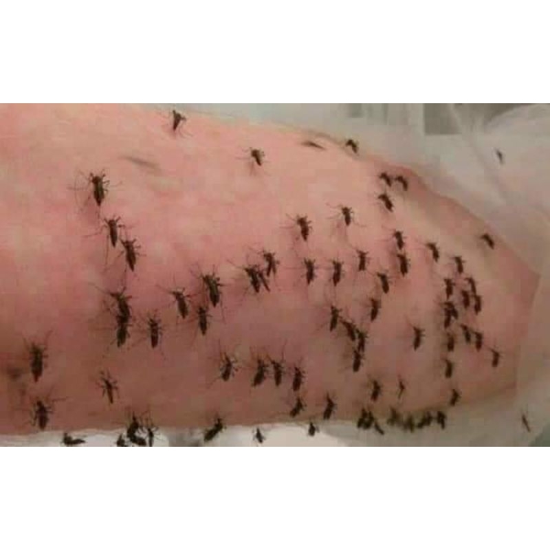 Cùi đèn đuổi Muỗi