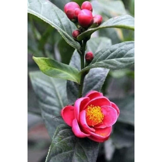 Cây hải đường đỏ
