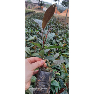 Cây hải đường đỏ