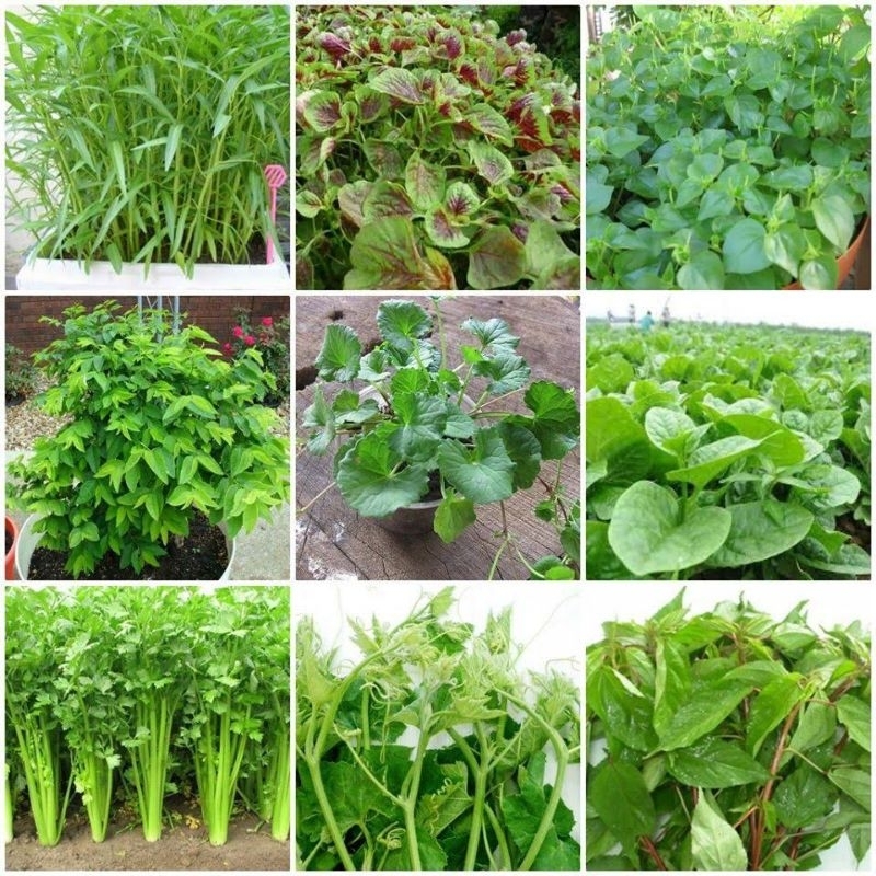 Hạt Giống Các Loại Rau