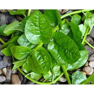 Hạt Giống Các Loại Rau