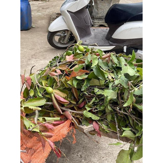 Tầm gửi gạo Tía Rừng 1 kg. đã phơi khô