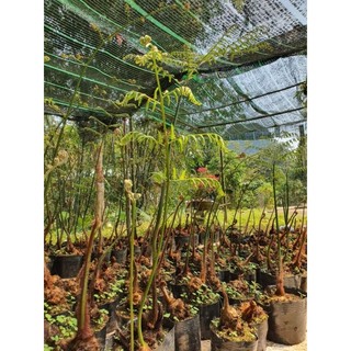 Củ cu li to đại chuẩn loại lông vàng