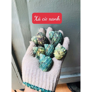 Vỏ ốc xà cừ xanh 3 con