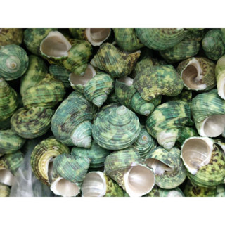 VỎ ỐC XÀ CỪ  XANH 3 CON