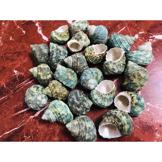 VỎ ỐC XÀ CỪ  XANH 3 CON