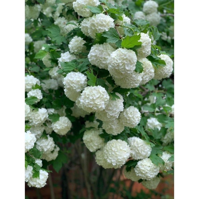 Tuyết cầu thân gỗ / snowball