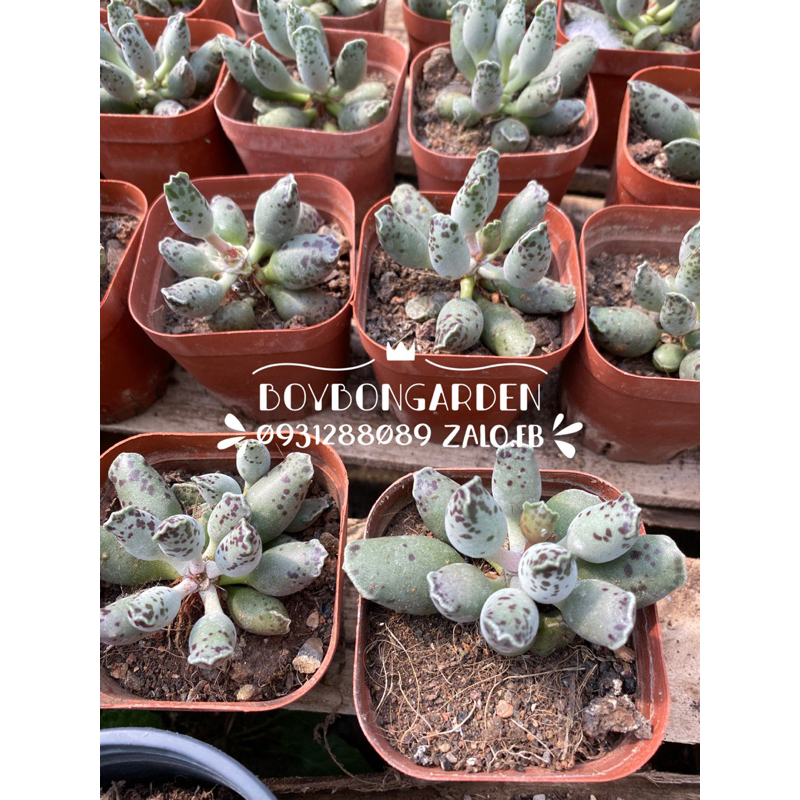 cây sen đá hải cẩu, adromischus lá tròn_🌱sen thuần giống mới