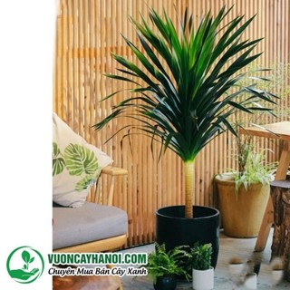 Phát tài núi,cây phát tài,cây phát lộc