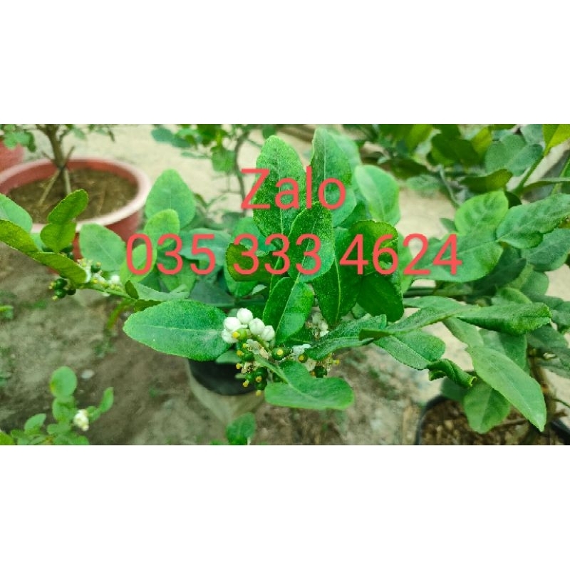 Combo 4 cây chúc  79k cây cao 20cm