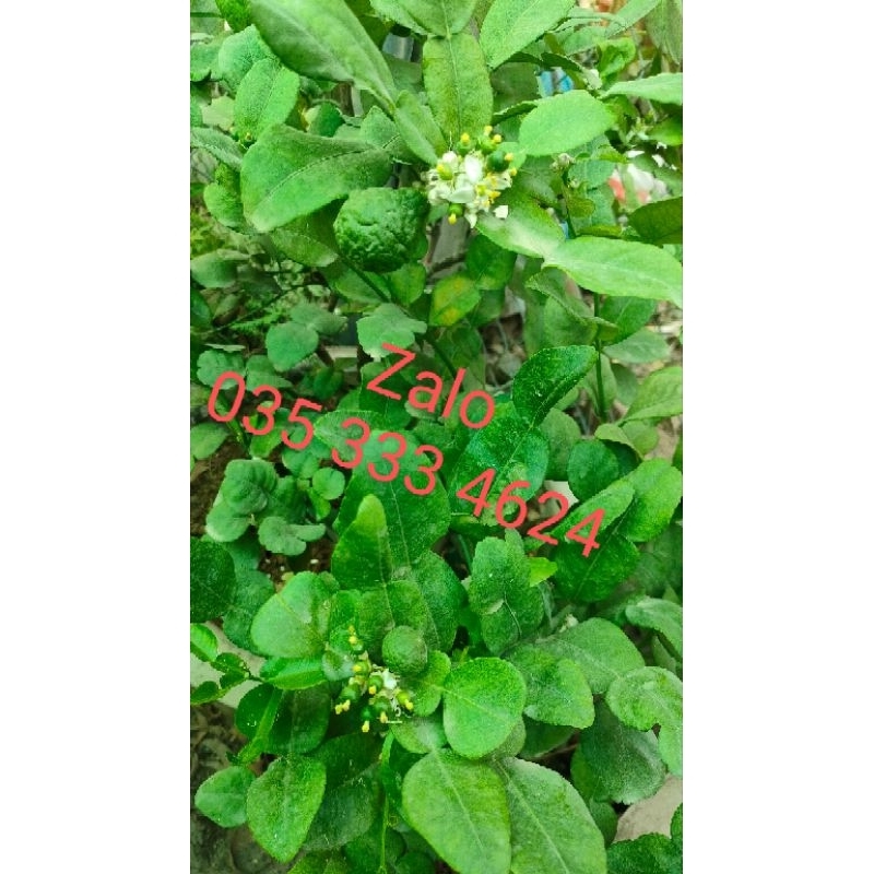 Combo 4 cây chúc  79k cây cao 20cm