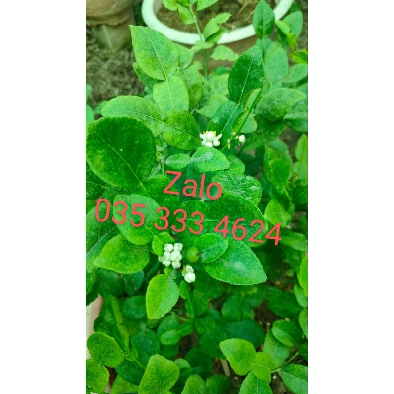 Combo 4 cây chúc  79k cây cao 20cm