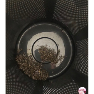 Đèn bắt muỗi Rạng Đông