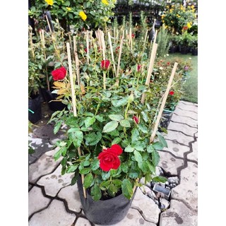Cây hoa hồng siêu nụ (hàng đẹp) cao 30-40cm