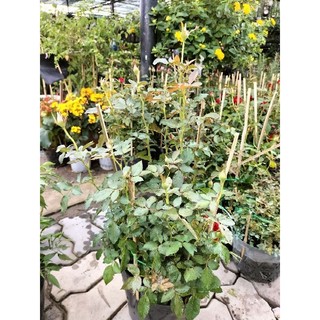 Cây hoa hồng siêu nụ (hàng đẹp) cao 30-40cm