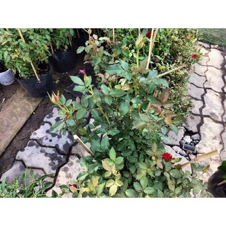 Cây hoa hồng siêu nụ (hàng đẹp) cao 30-40cm