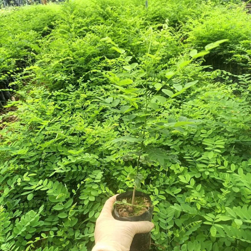Cây hoa hoè