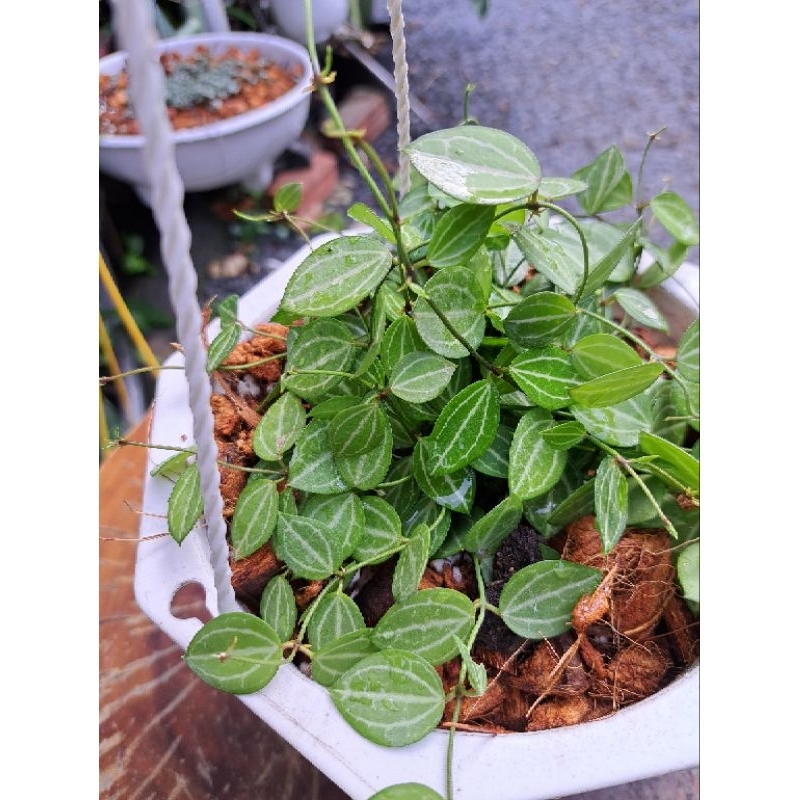 Chậu treo hột xoàn ( chậu treo vừa - hỏa tốc)
