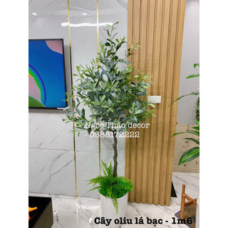 Cây oliu lá bạc giả _ Ngọc Thảo decor