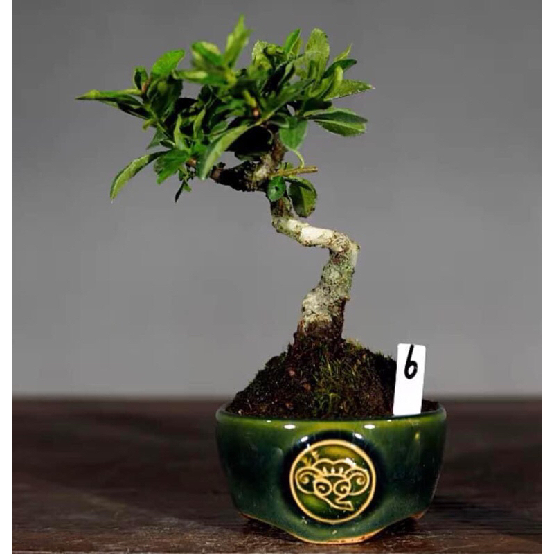 Chậu bonsai siêu mini, chậu tàu mini, chậu cây cảnh nhỏ