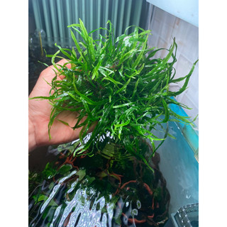 Dương xỉ lá kim mini
