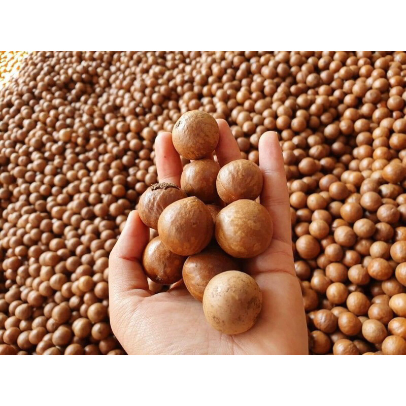 Macadamia nứt vỏ Đắc Lắc Việt Nam size to 500g
