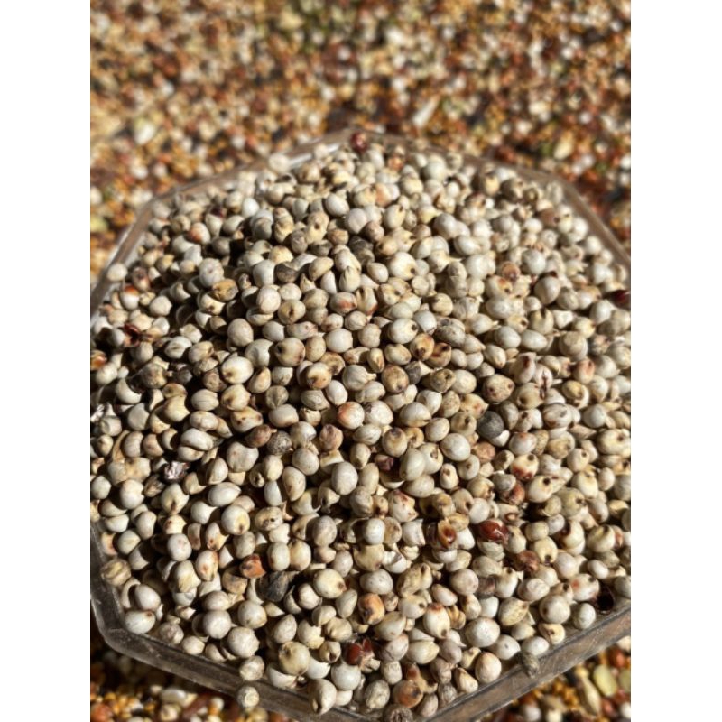 Hạt bobo trắng cho chim cu gáy túi 1kg