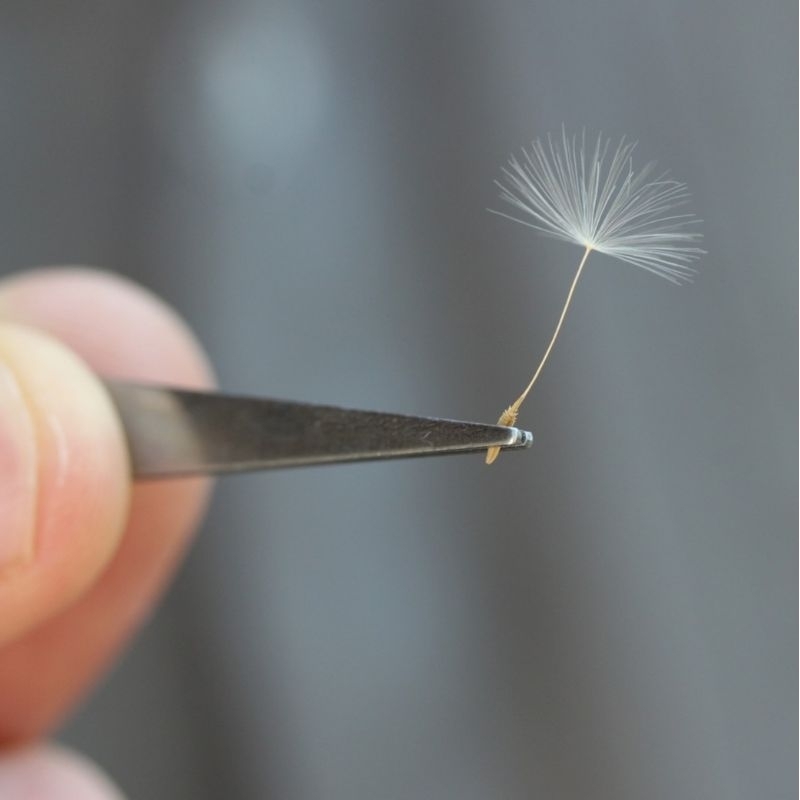 Cánh hoa bồ công anh dùng trong resin handmade