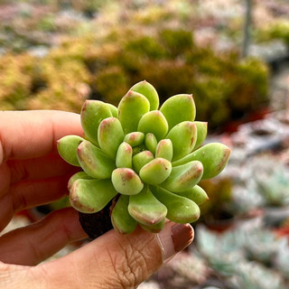 Cây sen đá thược dược size mini 2-2,5cm, cây cảnh trang trí nhà cửa thuanphat garden
