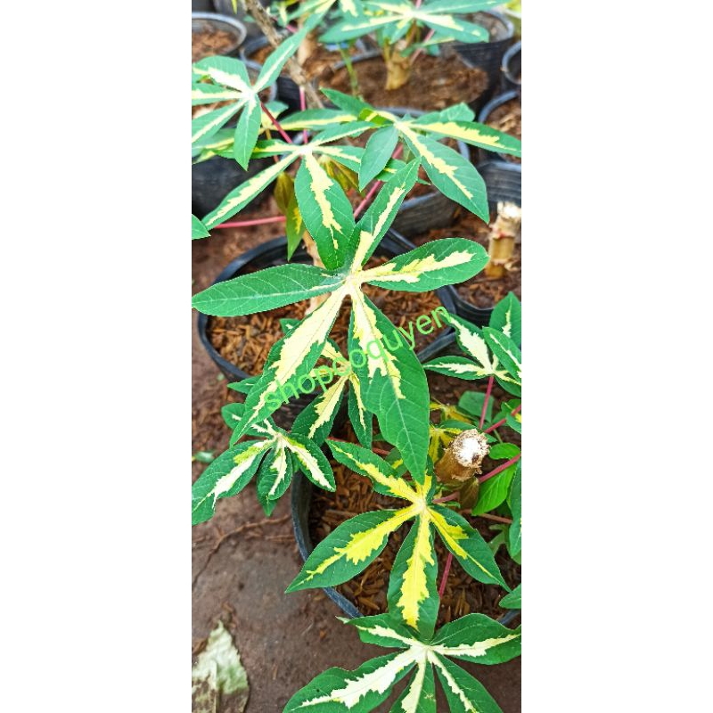 Khoai mì cẩm thạch 1 cây