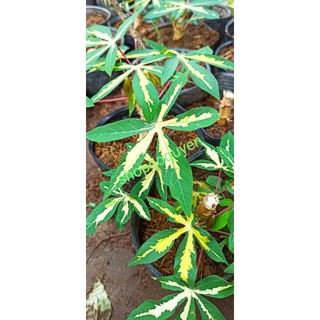 Khoai mì cẩm thạch 1 cây