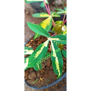 Khoai mì cẩm thạch 1 cây