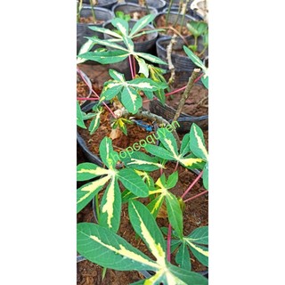 Khoai mì cẩm thạch 1 cây