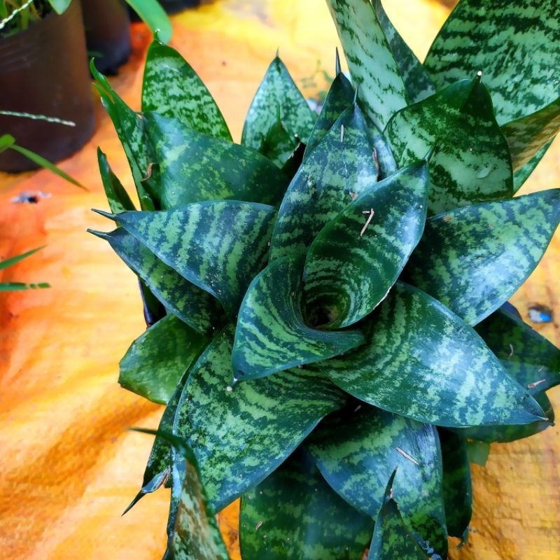 3 Cây Lưỡi Hổ Thái Lùn Màu Xanh